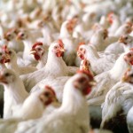 Первую партию мяса выпустила григориопольская птицефабрика