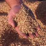 В ПМР собрали рекордный урожай зерновых и зернобобовых